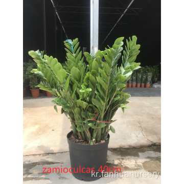 Zamioculcas Zamiifolia는 저렴한 가격입니다